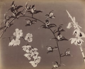 Studie van orchideeën