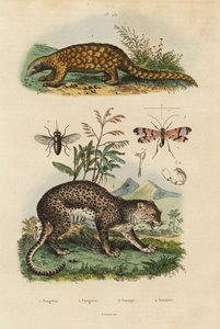 Sunda pangolin, Manis javanica, ernstig bedreigd 1, luipaard, Panthera pardus 4, daas, Tabanus rostratus 3, schorpioenvlieg, Panorpa communis 3