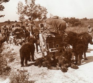 Bevoorradingshonden, c1914-c1918 door Unbekannt