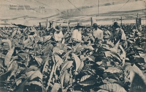 Tabaco bajo toldo. Schaduwtabak - Cuba
