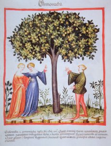 "Tacuinum Sanitatis" Codex Vindobonensis Nova Series 2644, fol. 9, Abrikozen plukken, Miniatuur (1370-1400)