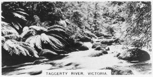 Taggerty River, Victoria, Australië door Unbekannt