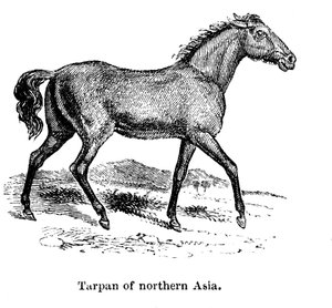 Tarpan, 1850 door Unbekannt