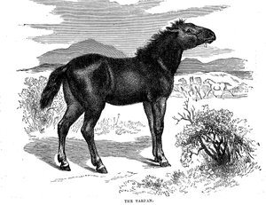 Tarpan, 1884