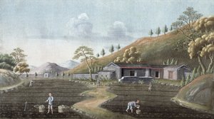 Theeplantage, China, 19e eeuw door Unbekannt