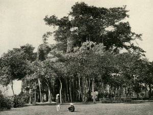 De Banyanboom, Barrackpore, 1870, 1925 door Unbekannt