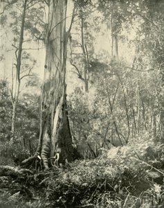 De Baron, een beroemde hoge boom, 1901 door Unbekannt