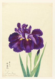 De Vechtende Beer (Kuma Funjin), Nr. 12, ca. 1910 door Unbekannt
