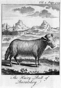 De Harige Stier van Buratskoy, ca. 18e eeuw door Unbekannt