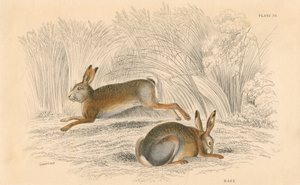 De Haas Lepus europaeus, 1828