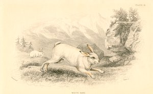 De haas Lepus europaeus door Unbekannt