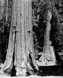De Mariposa Grove in Yosemite door Unbekannt