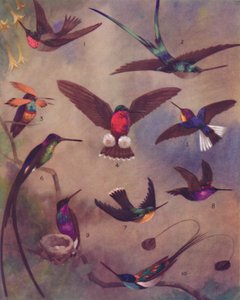 De wonderbaarlijke kleur van kolibries, 1935