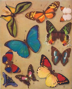 De Wonderbaarlijke Kleur van de Vlinders, 1935