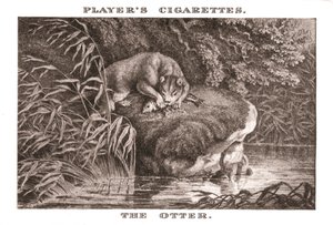 De Otter, 1924