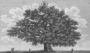 De Penshurst Eik, 1794