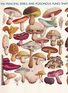 De belangrijkste eetbare en giftige paddenstoelen in de Britse eilanden, 1935 door Unbekannt