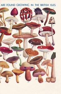 De belangrijkste eetbare en giftige paddenstoelen in de Britse eilanden, 1935 door Unbekannt