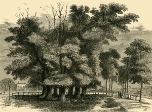 De Zeven Zusters