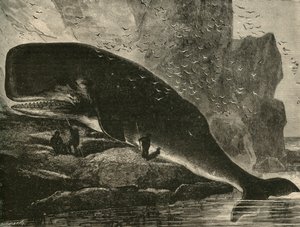 De Potvis, 1882 door Unbekannt