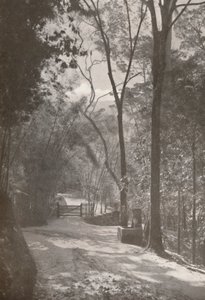 De geest van Tijuca