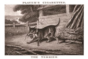 De Terrier