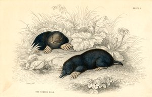 De gewone mol Talpa europea, 1828