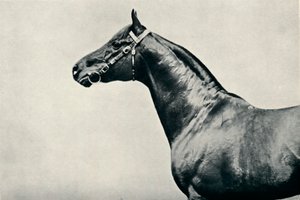Het hoofd van volbloed renpaard, Radium, ca. 1910 door Unbekannt