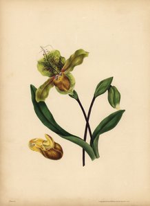 De edele Damespantoffel, Cypripedium reginae, Gelijkenis