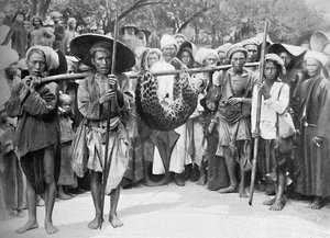 De buit van de jungle, 1902