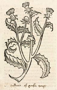 Distel door Unbekannt