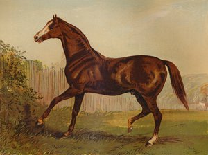Volbloed hengst Blair Athol, winnaar van de Derby & St Leger 1864, ca. 1879