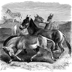 Tibetaanse wilde ezel of Kiang, 1893 door Unbekannt