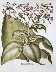 Tabaksplant, 1613 door Unbekannt