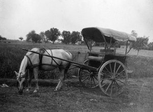 Tonga paard en wagen, Muttra, India