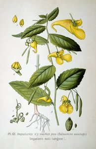 Springzaad, 1893