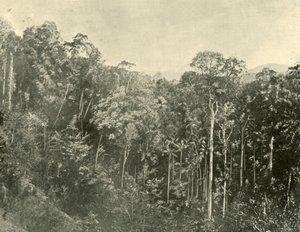Tropische struiken, Blackall Range, Queensland, 1901