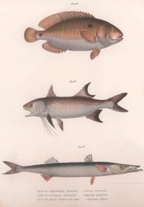 Tweevlek Bimaculus, Afrikaanse Roodvin, Gewone Barracuda, ca. 1850s door Unbekannt