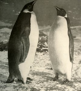 Twee Keizerpinguïns, ca. 1908, 1909 door Unbekannt