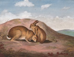Twee hazen: Op een heuvel