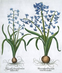 Twee blauwe hyacinten, 1613