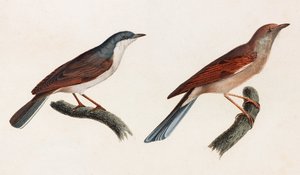 Twee kleurenillustraties van vogels