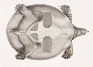 Onderkant van een schildpad