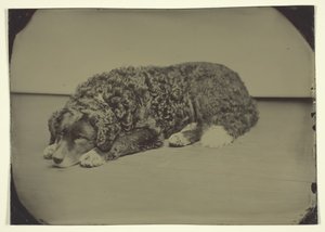 Naamloze Hond door Unbekannt
