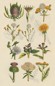 Variëteiten van Britse wilde bloemen