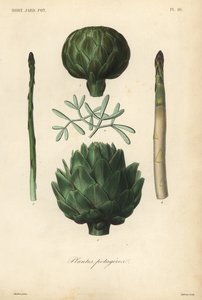 Groenten, Plantes potageres