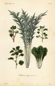 Groenten, plantes legumieres door Unbekannt