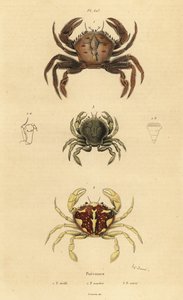Fluweelkrab, Necora puber 1, gemarmerde zwemkrab, Liocarcinus marmoreus 2, en Pennant