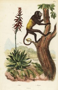 Venezolaanse rode brulaap, Alouatta seniculus 2, en Aloe vera door Unbekannt