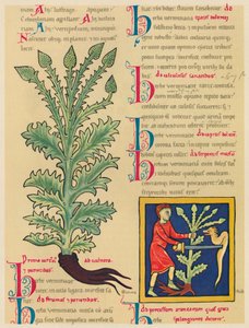 Verbena of Vervain door Unbekannt